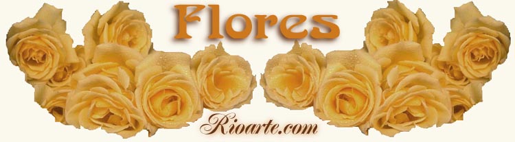 As Flores - Rioarte.com