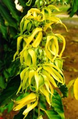 Flores da Cananga Odorata por Fabiana Lima