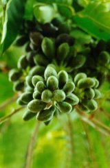 Sementes da Cananga Odorata por Fabiana Lima