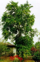 �rvore da Cananga Odorata por Fabiana Lima