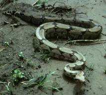 Anaconda