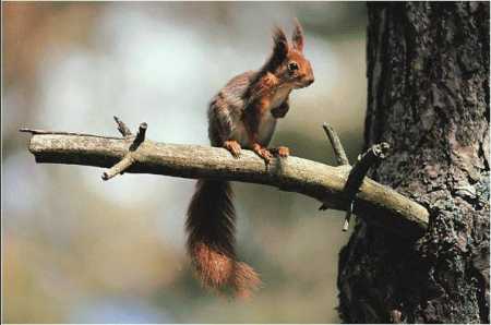 Ardilla