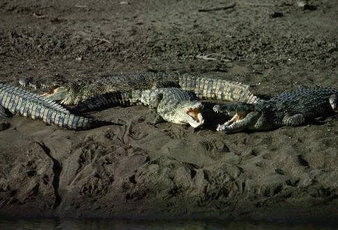 Cocodrilos