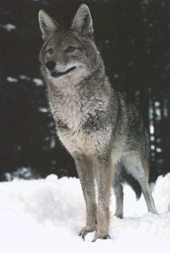 Coyote