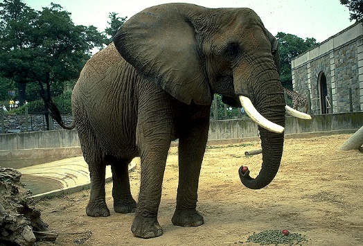 Elefante africano