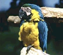 Guacamayo azul