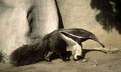 Oso hormiguero