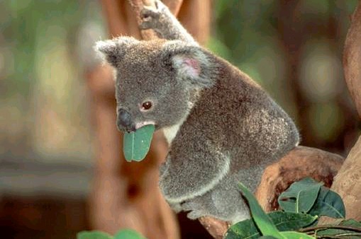 Koala