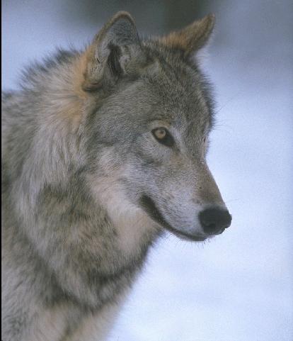 Lobo gris