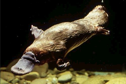 Ornitorrinco