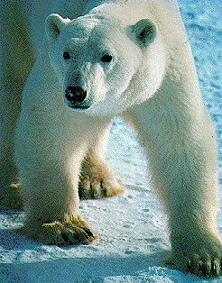 Oso Polar