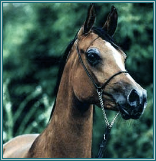 � Kenelm Arabians