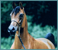 � Kenelm Arabians