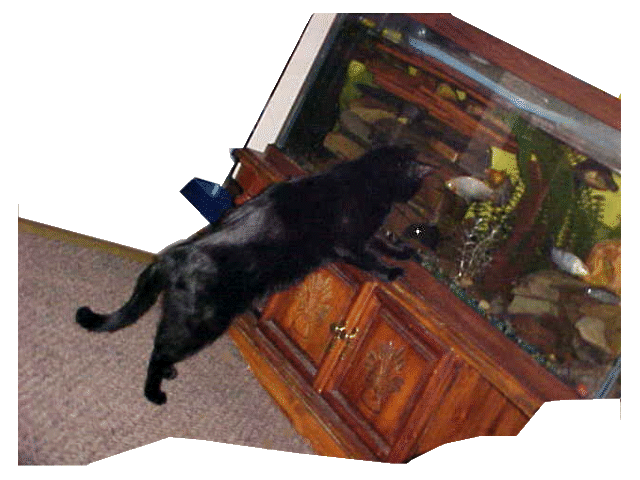 Sylvester loves to watch the turtle swimming around