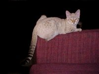 Mystical @ 5 months old