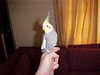 Tito on my finger