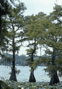 picture of trees bordering a La. highway