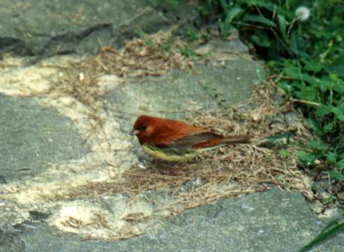 Chestnut Bunting (male)