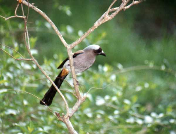 Gray Treepie