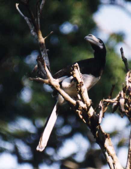Pied Hornbill (female)