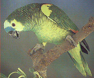 Blue Fronted
