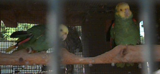 Double Yellow Headed