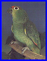 Red Lored