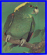 Yellow Naped