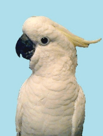 Sulfer