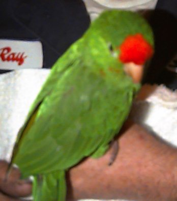 Cordilleras Conure
