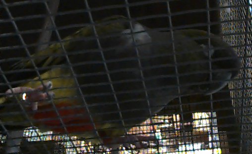 Patagonian Conure