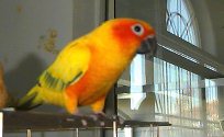 Sunny1