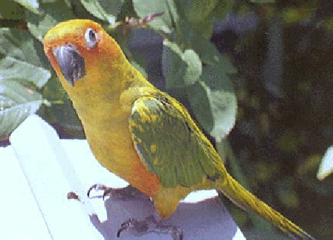 Sun Conure