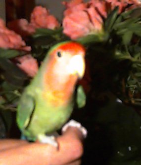 Peach Faced Love Bird