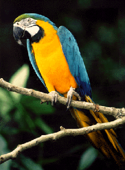 Blue & Gold Macaw