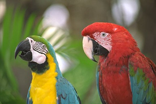 Macaws