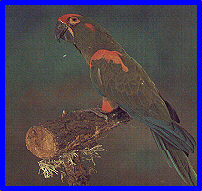 Red Fronted