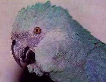 SPIX