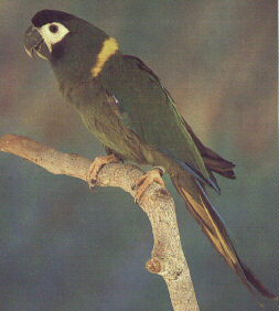 Yellow Collered