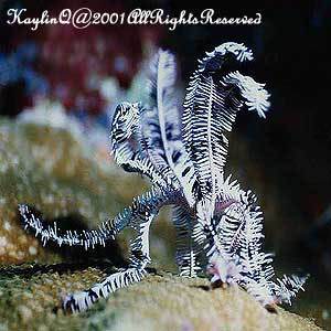 Feather Star