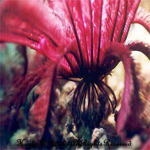 Feather Star