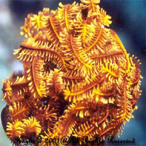 Feather Star