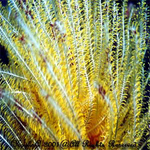Feather Star