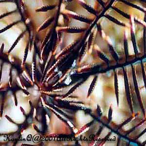 Feather Star