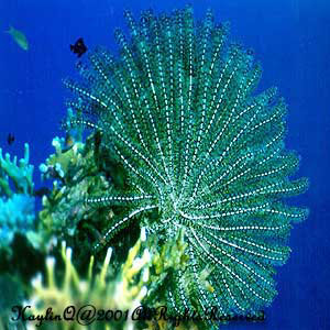 Feather Star