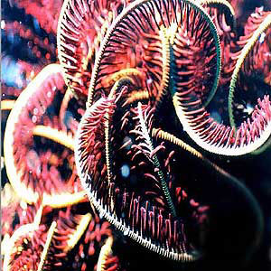 Feather Star