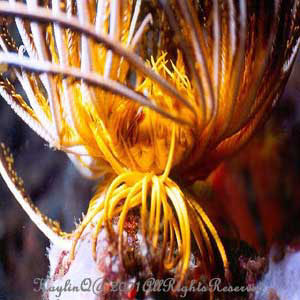Feather Star