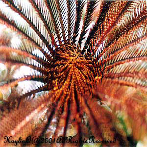 Feather Star