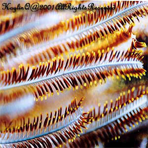 Feather Star