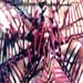 Feather Star